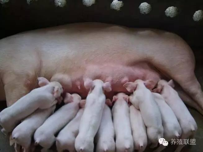 毛猪猪价最新报价及市场走势与影响因素分析概览