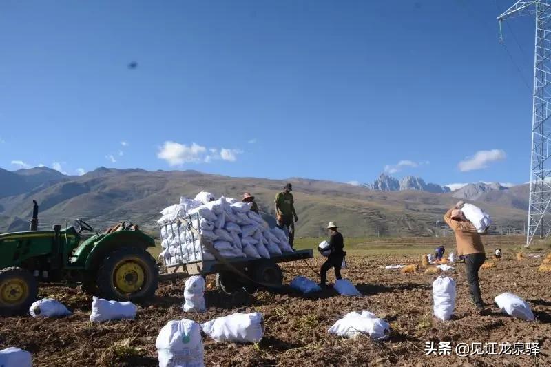 土豆优酷网，小土豆的奇妙日常与友情纽带之旅