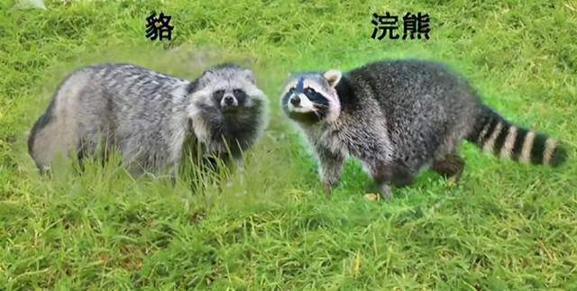 貉子最新价格行情，科技与生活交汇的新动态